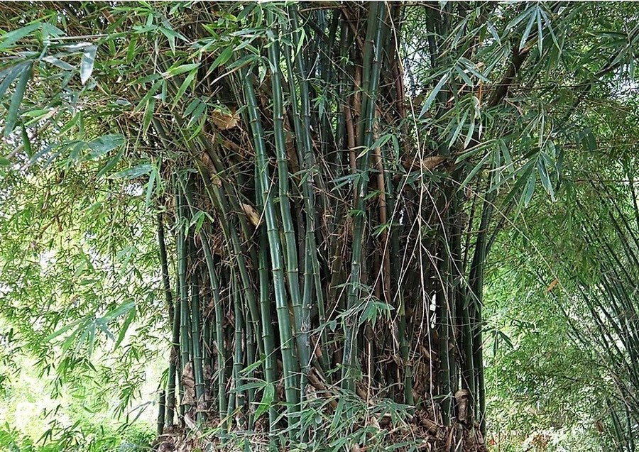 BAMBOO CUTLERY SET 天然竹から作られたカトラリーセット商品画像.6
